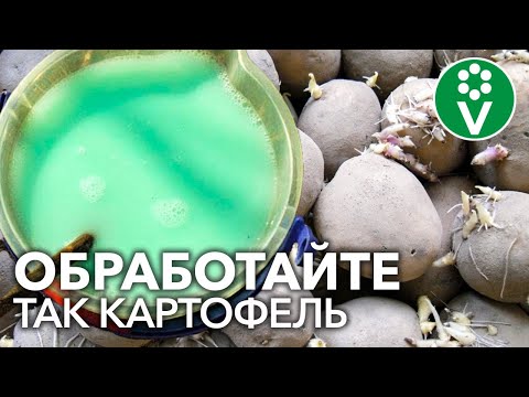 Видео: ОБРАБОТАЙТЕ КАРТОФЕЛЬ ЭТИМ РАСТВОРОМ перед посадкой, и он вырастет крупным и здоровым