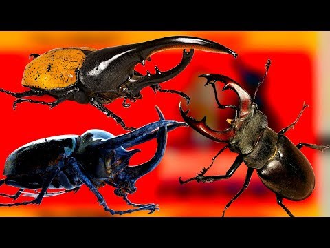 Видео: Необычные жуки-олени, жуки-геркулесы, крутые факты про жуков жесткокрылых которые вы не знали