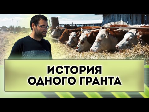 Видео: Выращиваем КРС мясной породы. Обмен опытом . Грант