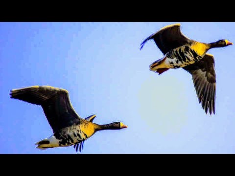 Видео: Лучшие налеты 2021 ОКТЯБРЬ.  Охота на уток. Охота на гусей. Охота 2021.