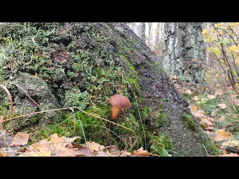 Видео: Грибное рандеву. Отдых на природе и время проведённое с пользой))😃😃🍄🍄🔪...