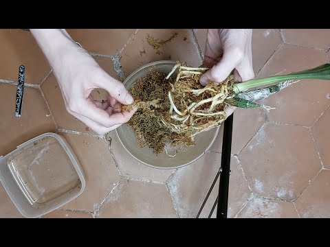 Видео: Пересадка после получения морковки с большим количеством молодых корней. Орхидея катасетум.