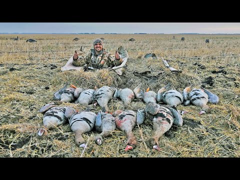 Видео: Лучшая охота на гуся в моей жизни | Весна 2022