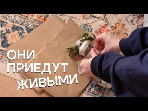 Видео: Упаковка растений для ПРОДАЖИ и доставки КУРЬЕРОМ | без утепления