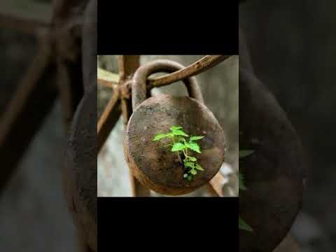 Видео: Даже если вас сломали- прорастайте заново #мудрость #мудрыеслова #рекомендации