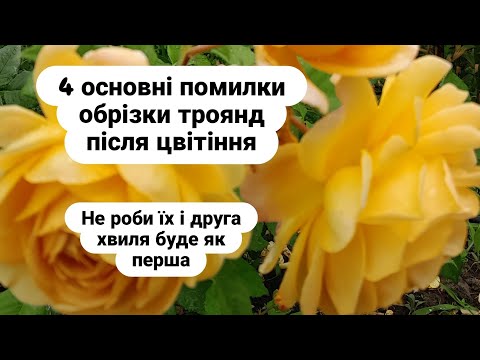 Видео: Помилки обрізки троянд./pruning roses after flowering