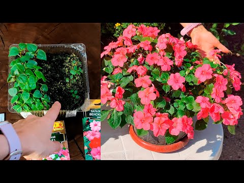 Видео: Какие бальзамины НЕ взошли. Бальзамины через месяц после посева. Уход, пикировка, грунт, удобрение