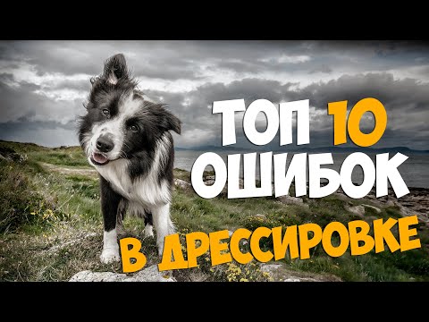 Видео: ТОП 10 ОШИБОК в дрессировке собаки!!!