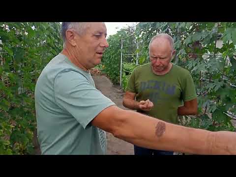 Видео: Лучший Хозяин Винограда 2023