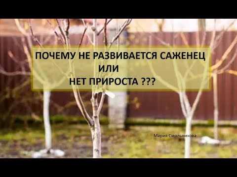 Видео: Почему не развивается саженец или нет прироста ???