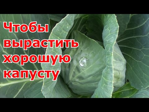 Видео: Уход за капустой в открытом грунте в течение лета.