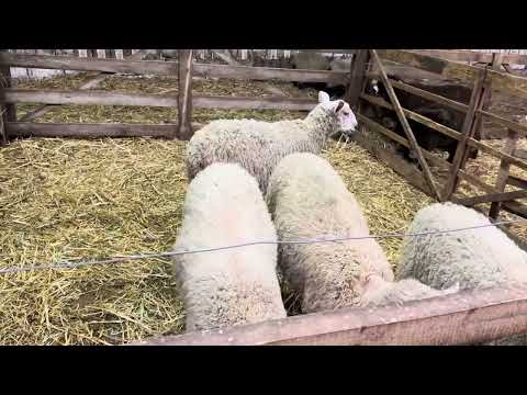 Видео: Очень интересное и полезное видео про межпородное скрещивание!