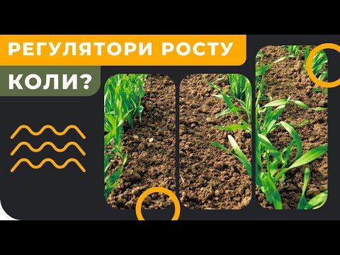 Видео: РЕГУЛЯТОР РОСТА - когда и для чего вносить на пшеницу или ячмень?