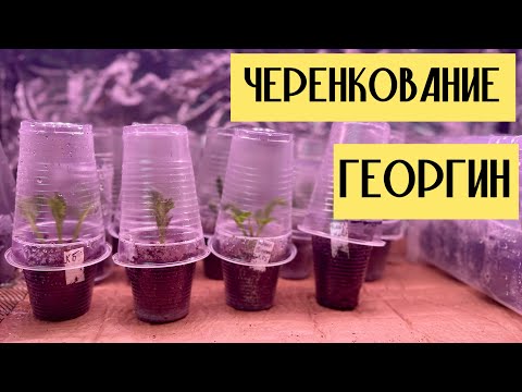 Видео: Черенкование георгин. Мой способ #милыйдом