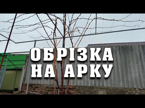 Видео: Обрізка винограду на арку. Тепер ви можете улюблений укривний сорт вивести на арку. Пергола