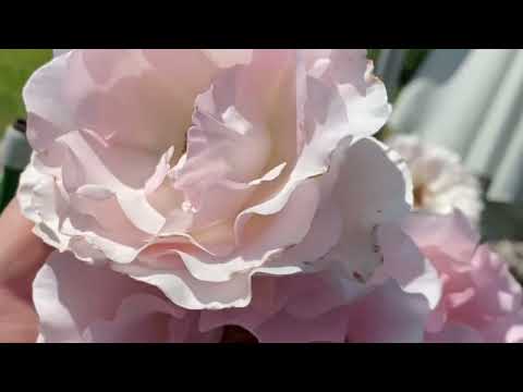 Видео: Нежное облако из роз 🌸 Посадите эти розы и обильное цветение будет обеспечено.
