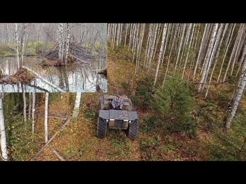 Видео: Четвёртый раз заехал и добил это место. Плотина бобра. Металлокоп.