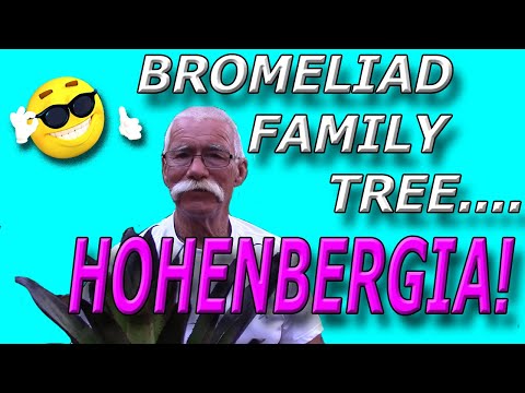 Видео: Семейное древо бромелиевых: Гогенбергия!