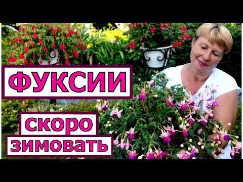 Видео: ФУКСИИ- надо просто набить руку и они будут вас радовать. Скоро на зимовку