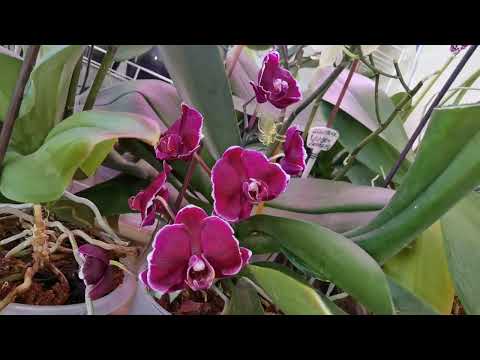 Видео: Пять орхидей Каменная роза. Посадки. Поливы.