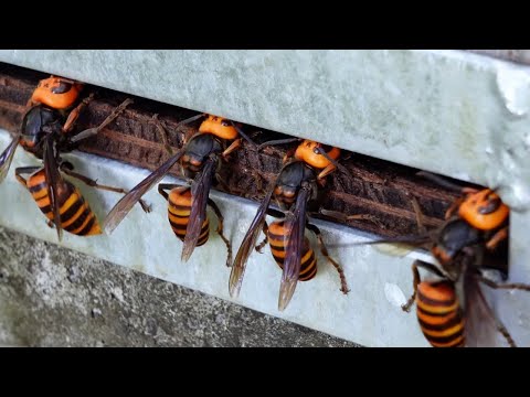 Видео: Почему гигантские шершни засовывают головы в этот улей?