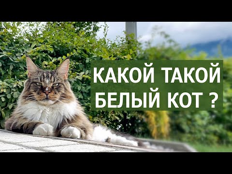 Видео: Белый друг кота Вилли, урожай и рыбалка