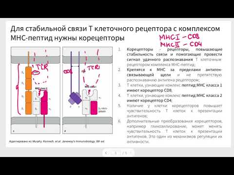 Видео: Структура Т клеточного рецептора