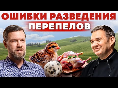 Видео: Как правильно разводить перепёлок. Как заработать на перепелах? Перепелиная ферма. Бизнес в деревне