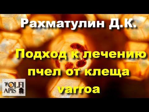 Видео: #Рахматулин Д.К. Подход к лечению пчел от клеща varroa