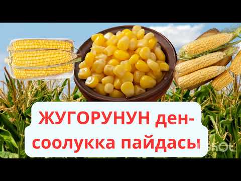 Видео: ЖУГОРУНУН пайдасы, организмге тийгизген таасири.#Жугору#Кукуруза#жугорунунпайдасы#пользакукурузы.