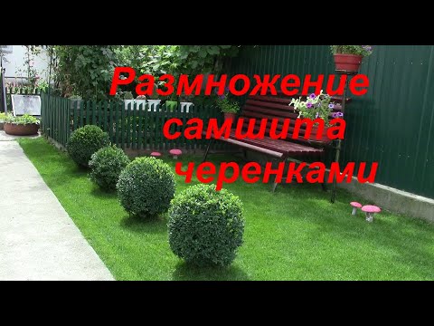 Видео: Как размножать САМШИТ / Размножение самшита черенками