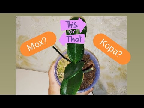 Видео: Такая простая, но эффективная посадка орхидеи