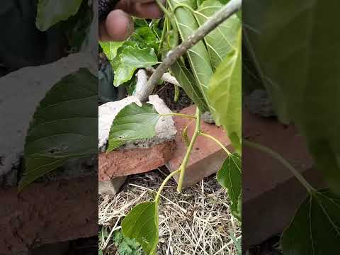 Видео: гималайская шелковица + пакистанская белая (сахарапур)