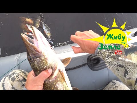 Видео: ПОВЕРИЛ В СПИННИНГ! ХОЧУ ЕЩЁ НА ТАКУЮ РЫБАЛКУ!!!