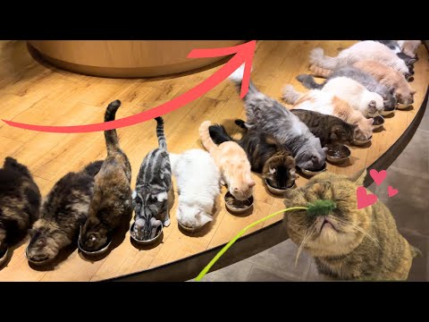 Видео: Откройте для себя лучшее кошачье кафе Японии: потрясающий кошачий состав! 🐈Кошачье кафе Синдзюку