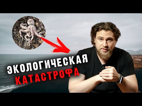 Видео: Экологическая катастрофа на Камчатке - Сортировочная