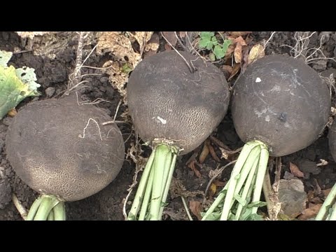 Видео: Как я выращиваю редьку