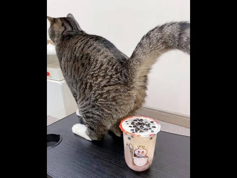 Видео: 😺 Десерт по-кошачьи!🐈 Видео смешных котов и котят для хорошего настроения! 😻