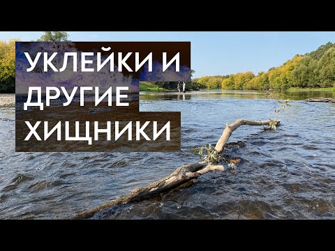 Видео: Нахлыст на Москва-реке по низкой воде