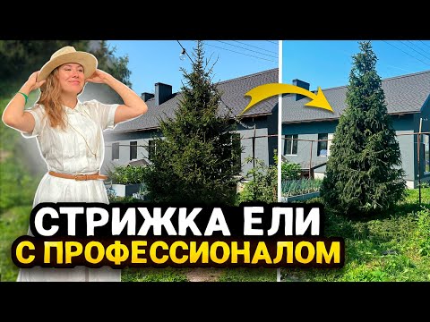 Видео: ФОРМИРУЮЩАЯ СТРИЖКА ЕЛИ ОБЫКНОВЕННОЙ ПО ФОРМЕ КОНУСА | Секреты профессионала
