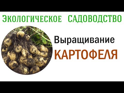 Видео: КАРТОФЕЛЬ  - выращиваем без садовой химии. Видеолекция