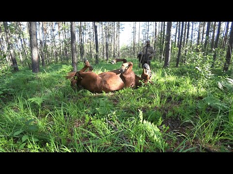 Видео: КУПИЛ ХУТОР в ЛЕСУ на КРАЮ БОЛОТА. КАК ЛЮДИ ЗАРАБАТЫВАЮТ на ЖИЗНЬ? №207