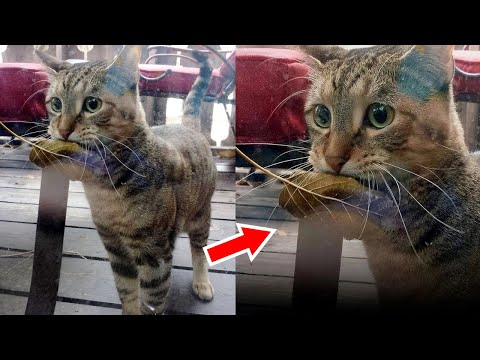 Видео: Голодный кот с листом в зубах зашёл в магазин, но то, что произошло дальше – ШОКИРОВАЛО покупателей!