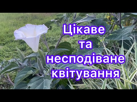 Видео: Прогулянка серед квітів. Різноманітне та несподіване квітування квітів