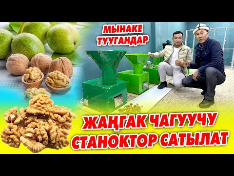Видео: Ой-Боой! ЖАҢГАК чагуучу СТАНОКТОР бар экен баары САТЫЛАТ ~ Жаңгакты АРЗАН алып МАҢЫЗЫН кымбат сат