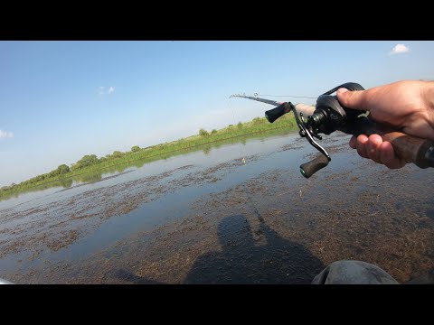 Видео: ЗМЕЕГОЛОВ НА ИСКУССТВЕННУЮ ЛЯГУШКУ ЧАСТЬ 2 / Spring Snakeheads
