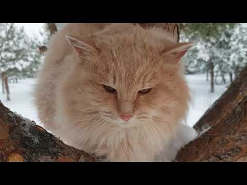 Видео: Рождественские кулебяки. Лес после метели.