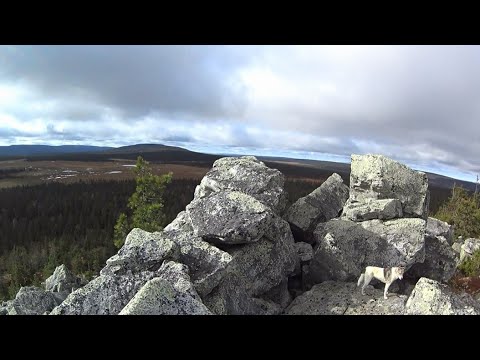 Видео: 80 дней в тайге. Пушной промысел. Видеодневник. Часть 2