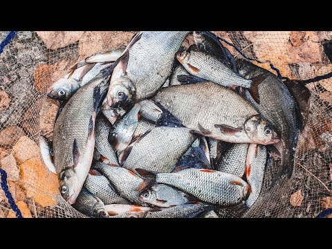 Видео: Осенняя плотва на фидер. Вкусный обед на рыбалке.