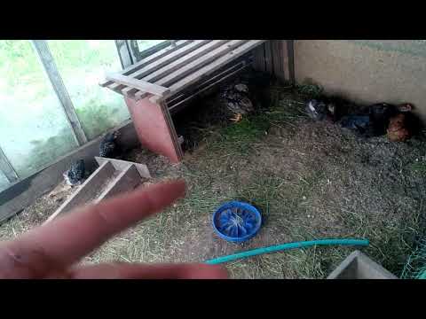 Видео: Кот ворует цыплят.